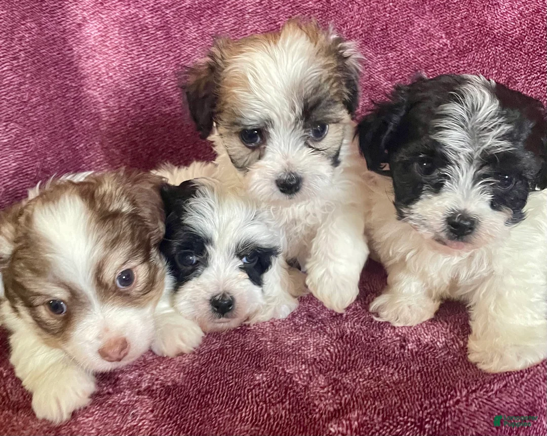 Havanese dogs for sale: Stuart - Ad 2