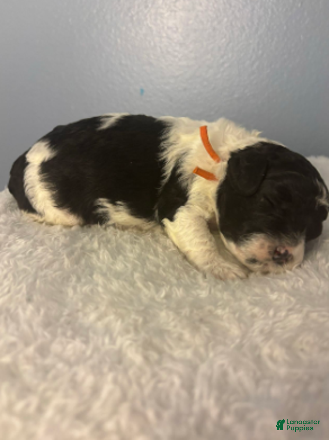 Cavapoo dogs for sale: Nick - Ad 3