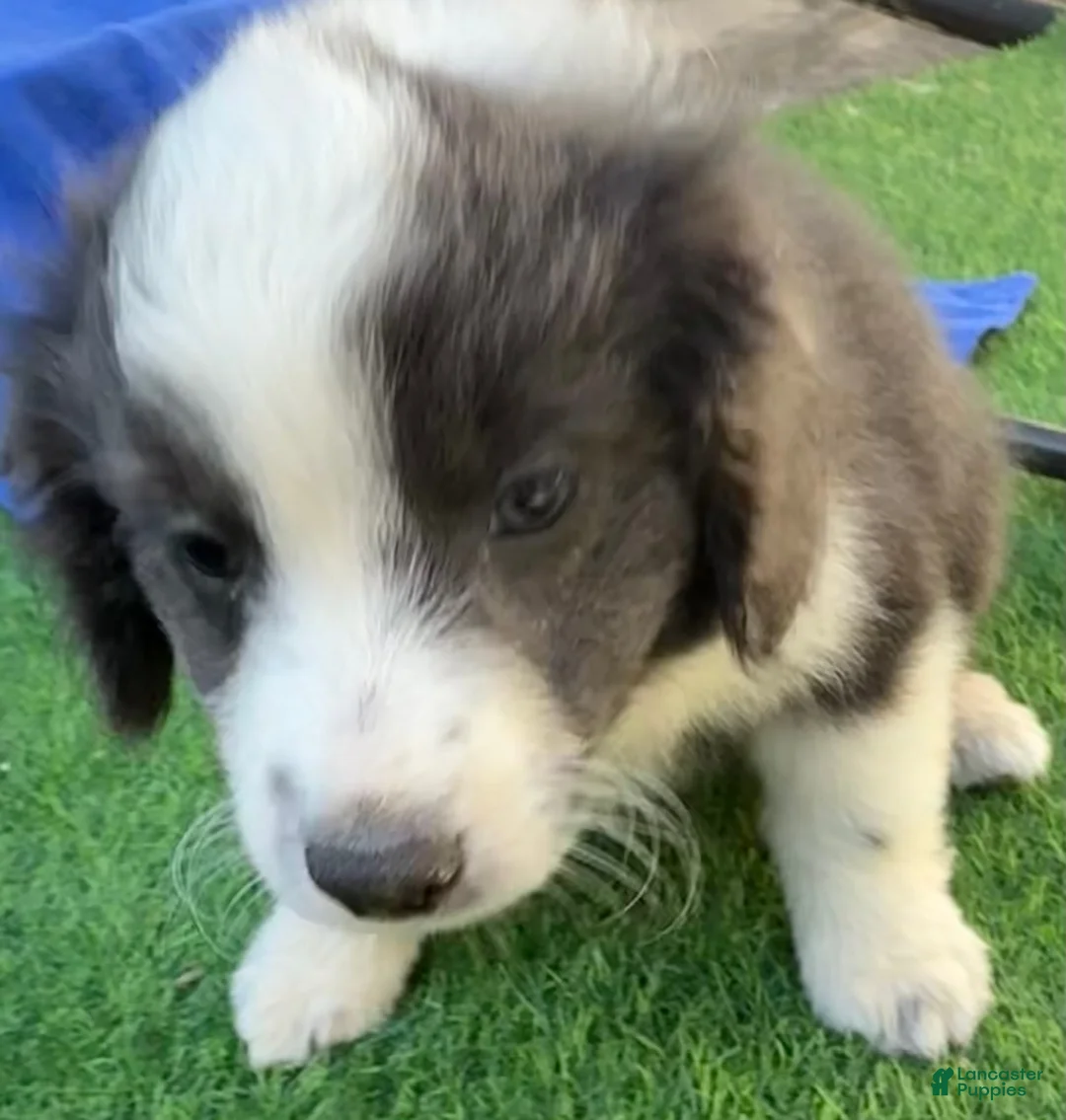 Mini Aussiedoodle dogs for sale: Lester - Ad 2