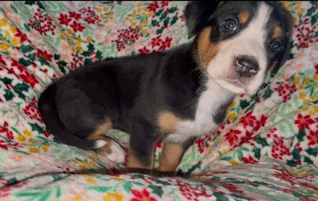 Greater Swiss Mountain Dog dogs for sale: Holly Jolly  - Ad 6