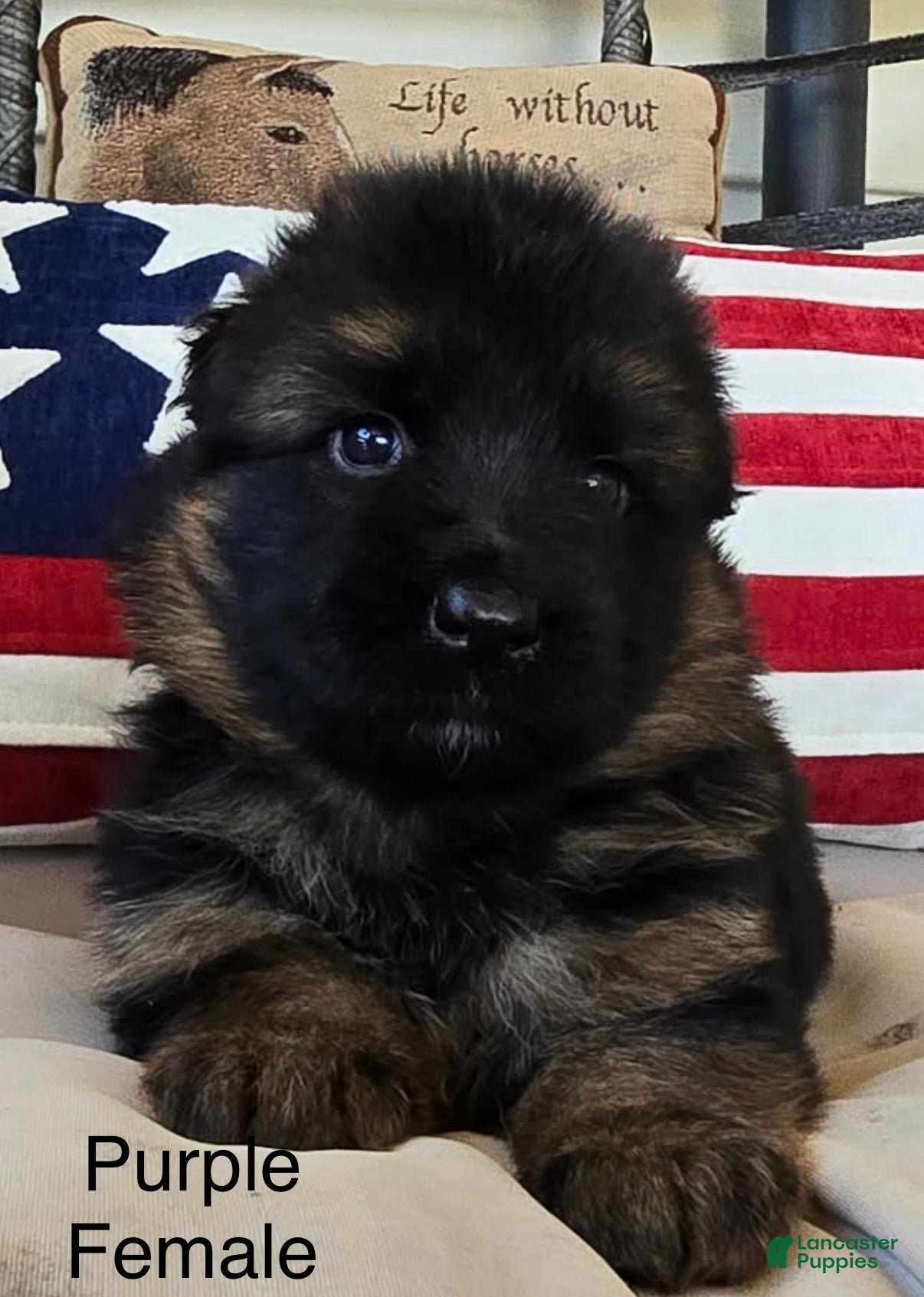 German Shepherd dogs Purple - Ad 1