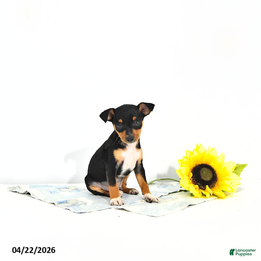Miniature Pinscher dogs Jack       EXTRA SMALL - Ad 1