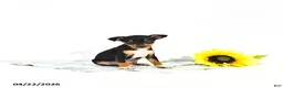 Miniature Pinscher dogs for sale: Jack       EXTRA SMALL - Ad 1