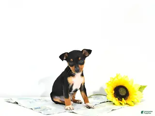 Miniature Pinscher dogs for sale: Jack EXTRA SMALL - Ad 3