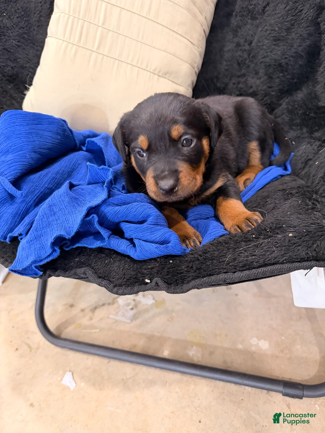 Rottweiler dogs for sale: Rottweiler Puppy 3 - Ad 4