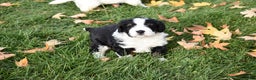Mini Bernedoodle dogs for sale: Joy - Ad 8