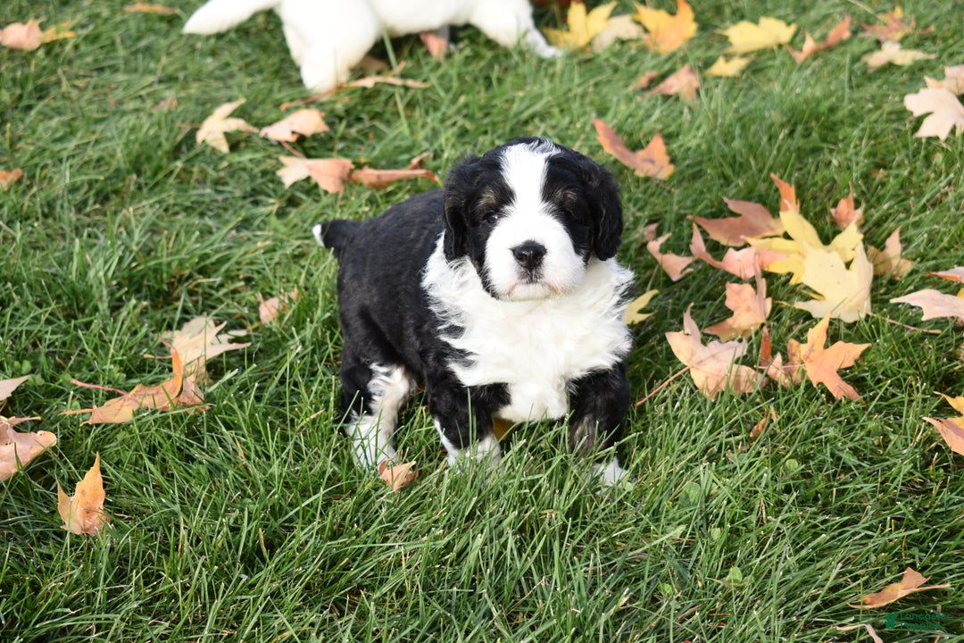 Mini Bernedoodle dogs for sale: Joy - Ad 8