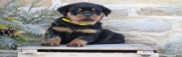 Rottweiler dogs for sale: Hope - Ad 5