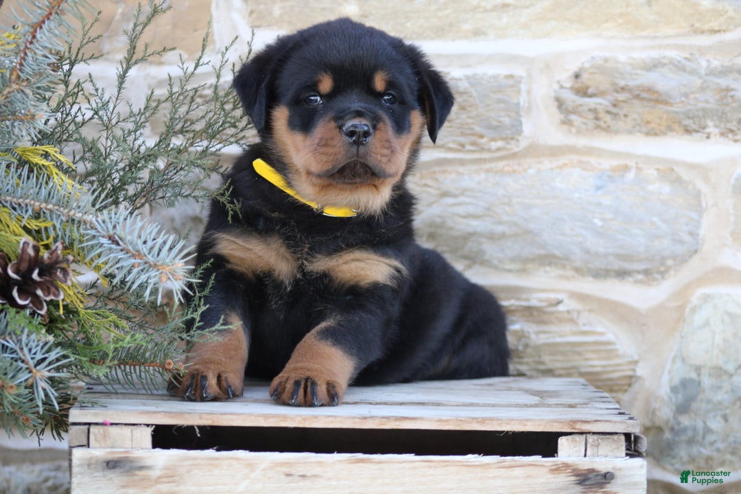 Rottweiler dogs for sale: Hope - Ad 5