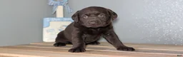 Labrador Retriever dogs for sale: Jewel - Ad 6