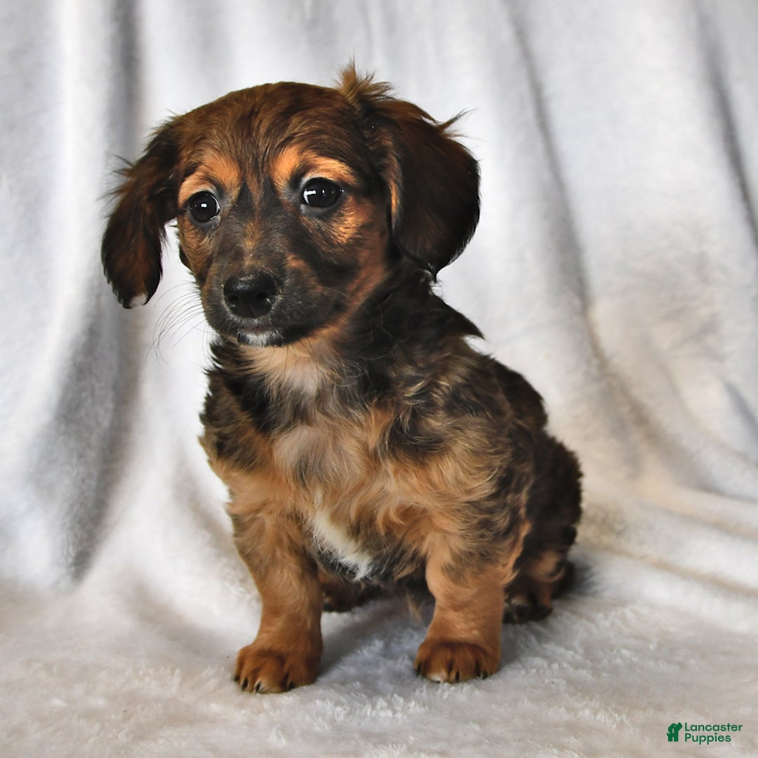 Mixed Breed dogs for sale: Rosie - Ad 1