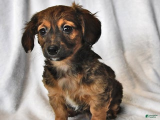 Mixed Breed dogs Rosie - Ad 11