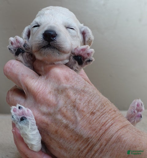 Toy Poodle dogs Zilla - Ad 13