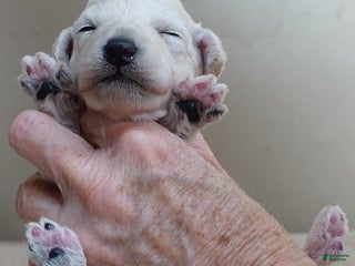 Toy Poodle dogs Zilla - Ad 42