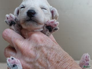 Toy Poodle dogs Zilla - Ad 19