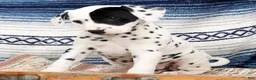 Dalmatian dogs for sale: Princess - Ad 2