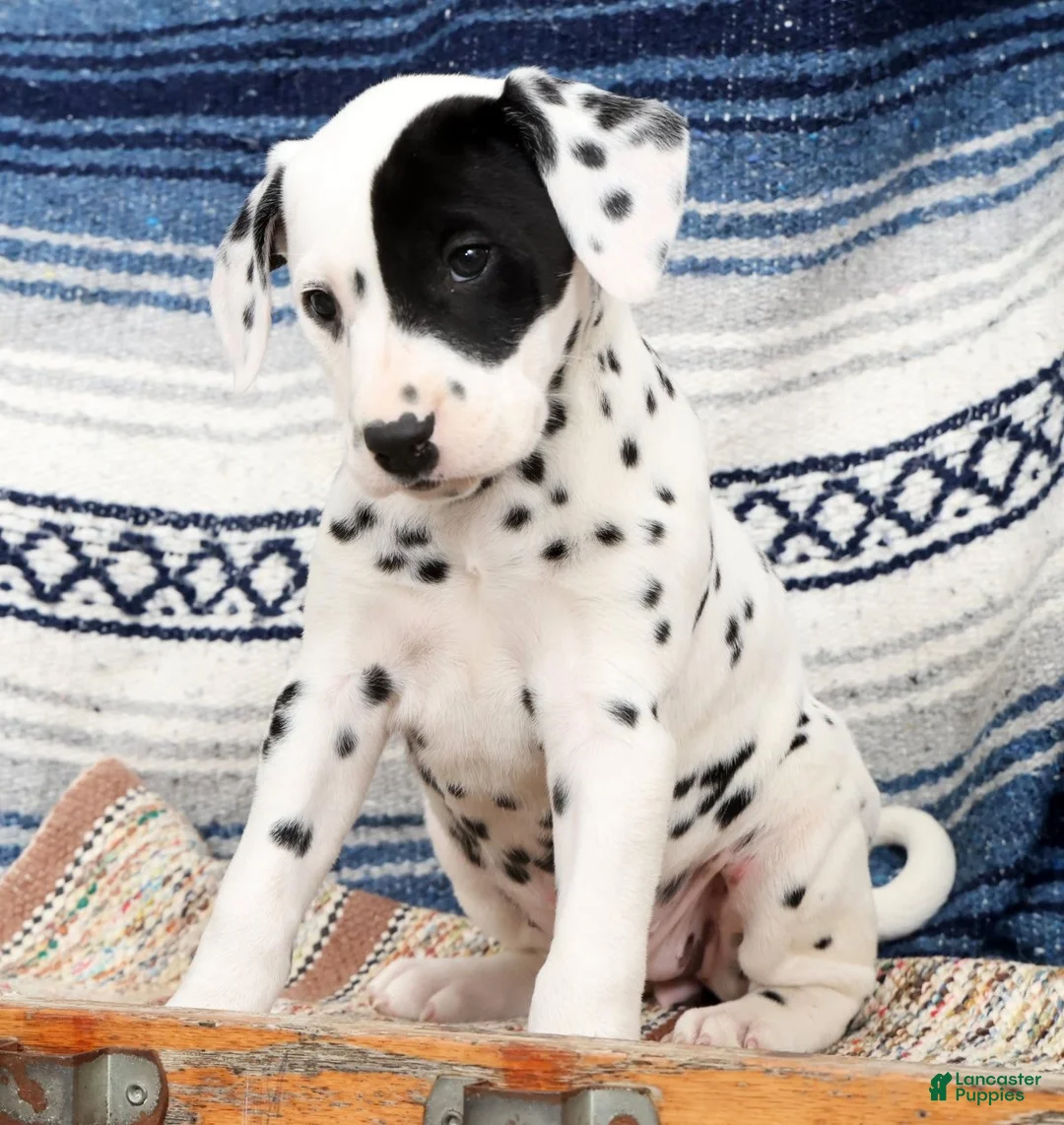 Dalmatian dogs for sale: Princess - Ad 2