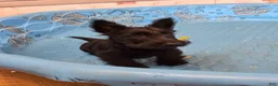 Scottish Terrier dogs for sale: Shadows - Ad 1