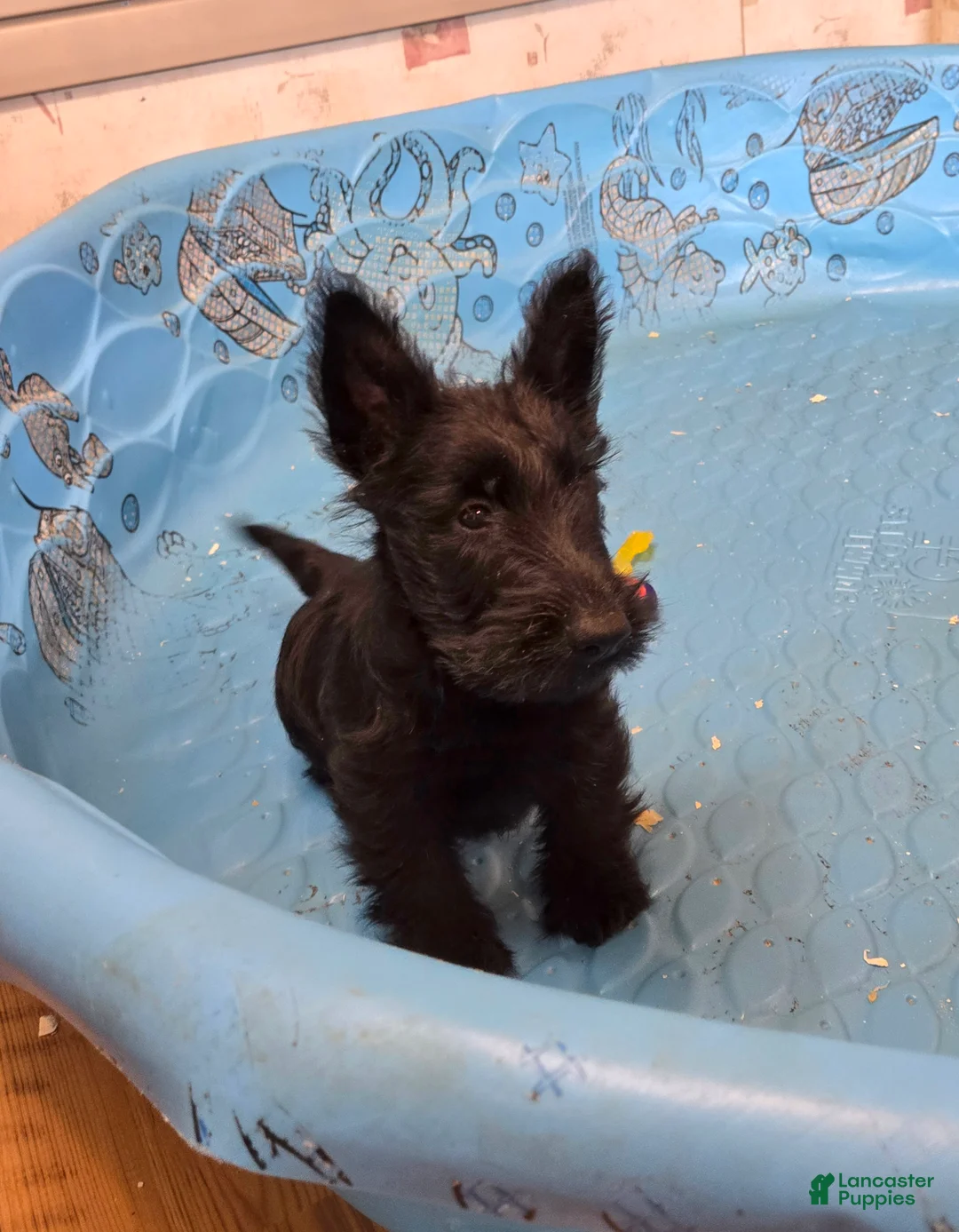 Scottish Terrier dogs for sale: Shadows - Ad 1