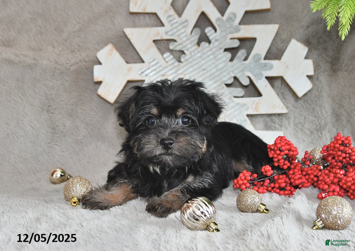 Yorkiepoo dogs Zinnia - Ad 11