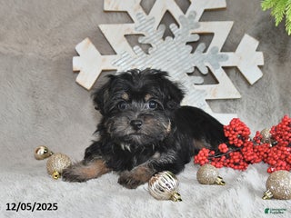 Yorkiepoo dogs Zinnia - Ad 14