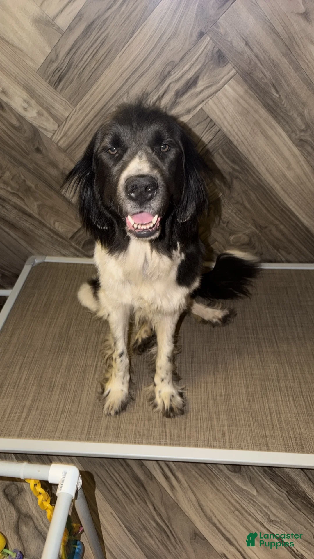 Mixed Breed dogs for sale: Mixed Breed Puppy 1 - Ad 2