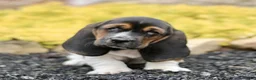Basset Hound dogs for sale: Lola  - Ad 1
