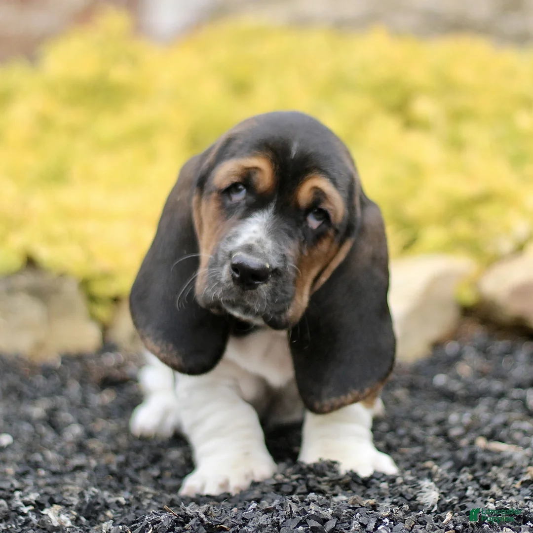 Basset Hound dogs for sale: Lola  - Ad 1