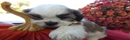 Shih Tzu dogs for sale: Shih Tzu 4 Drake - Ad 2