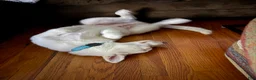 Siberian Husky dogs for sale: Siberian Husky 1 - Ad 4