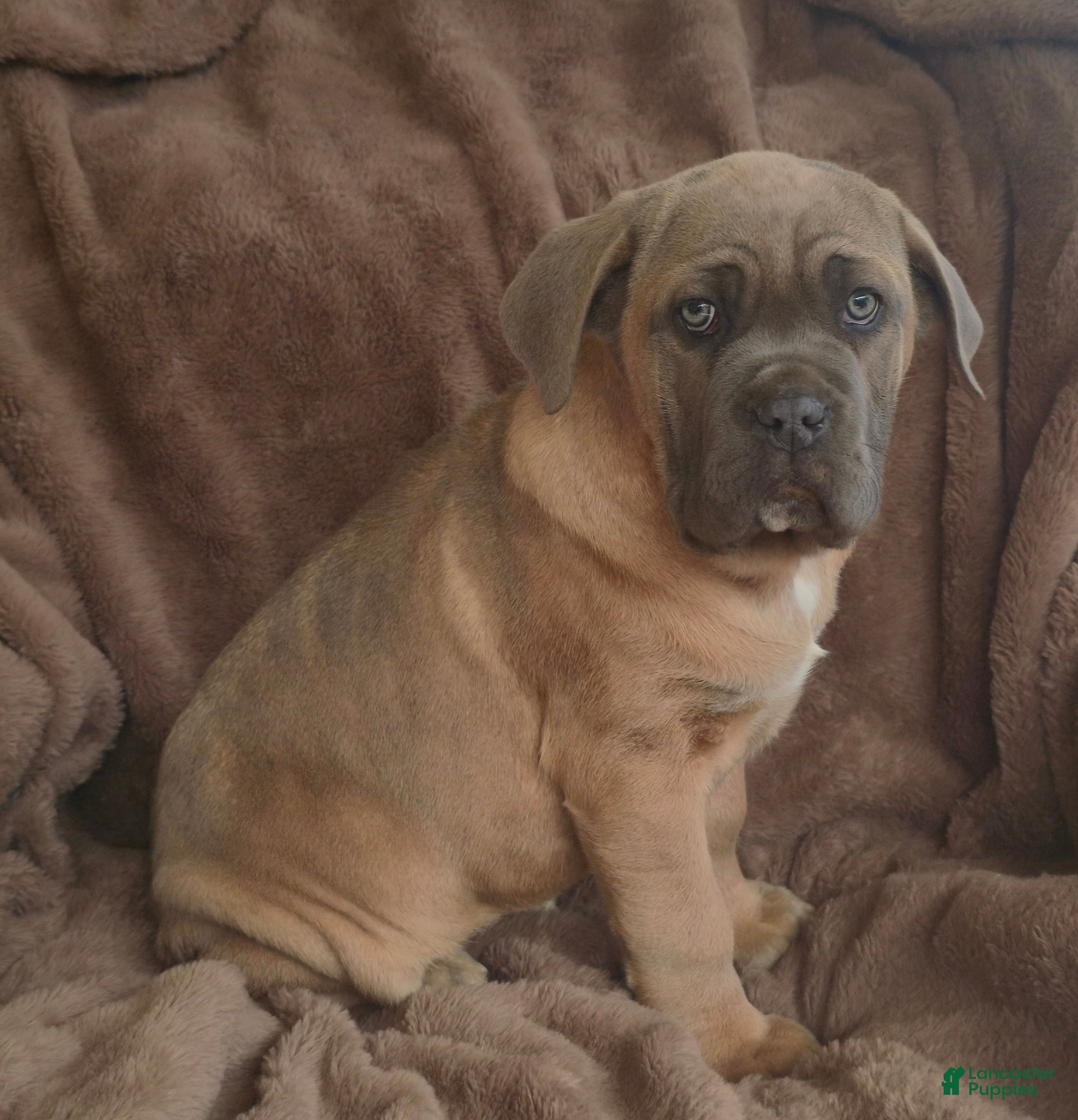 Cane Corso dogs Chester  - Ad 1