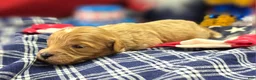 Cavapoo dogs for sale: Miles - Ad 3