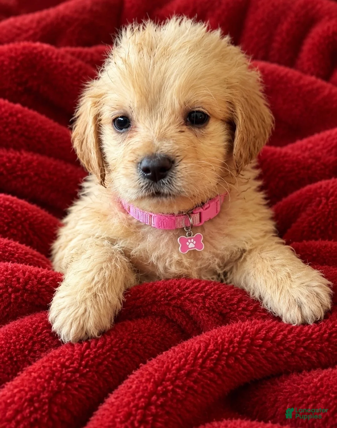 Golden Retriever dogs for sale: Golden Retriever 2 - Ad 1