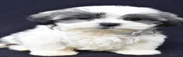Malshi dogs for sale: Jet - Ad 6