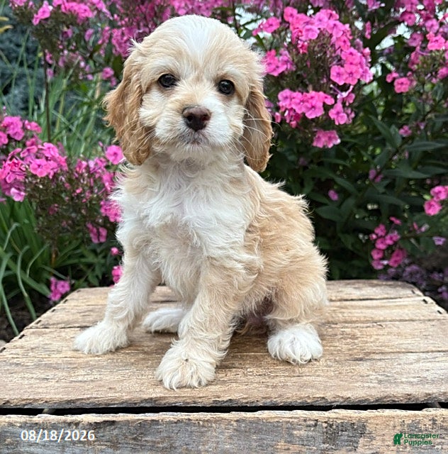 Cockapoo dogs Bella - Ad 1