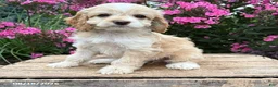 Cockapoo dogs for sale: Bella - Ad 1