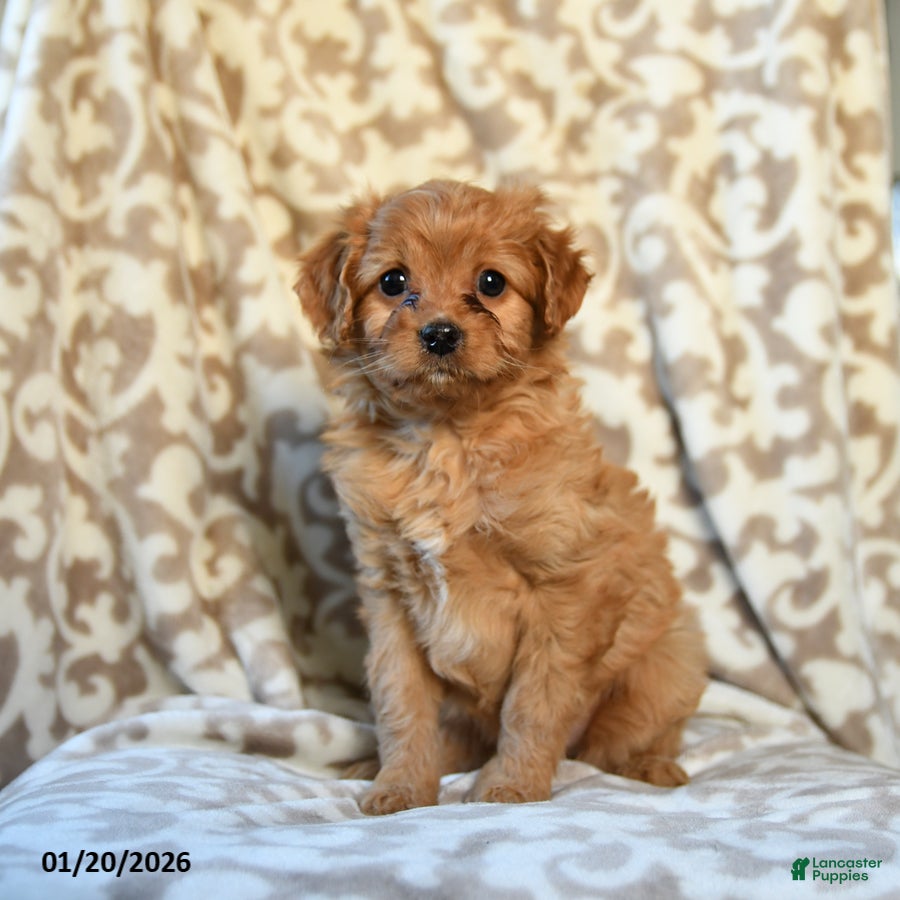 Cavapoo dogs Caramel - Ad 2