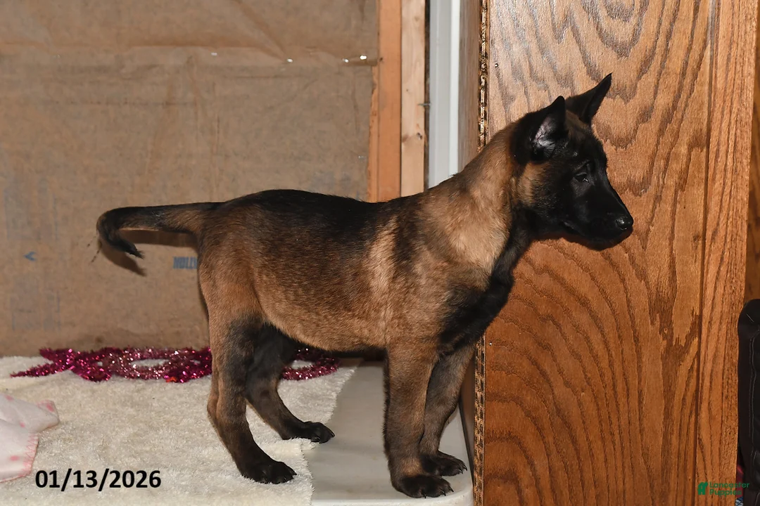 Belgian Malinois dogs for sale: Lacey - Ad 4