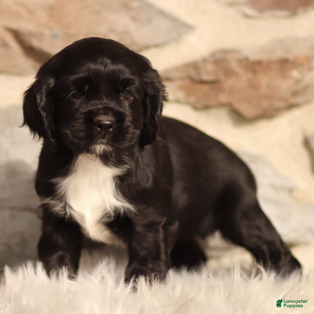 Cocker Spaniel dogs for sale: Dove - Ad 1