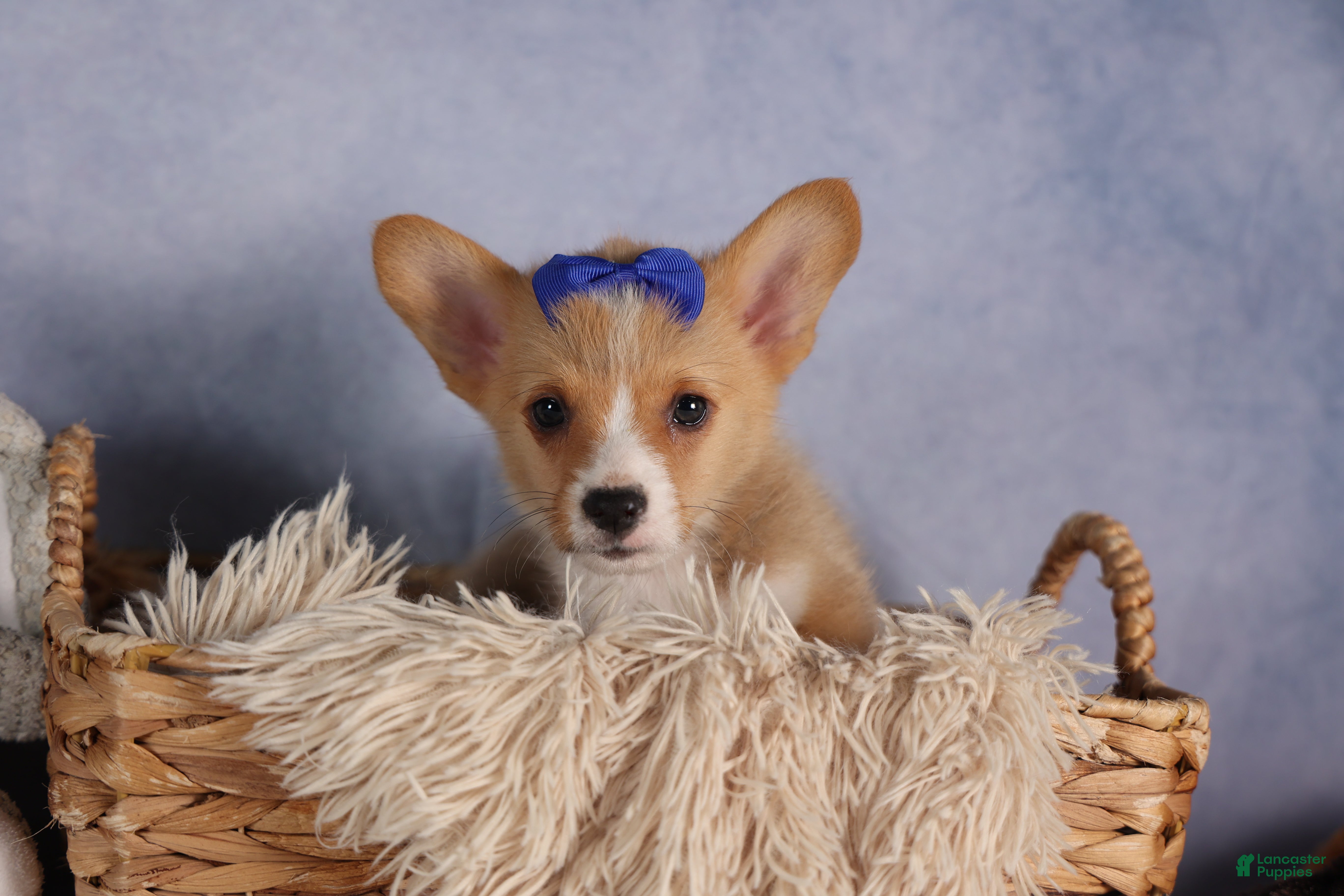 Welsh Corgi Pembroke dogs Charlie 🐾💙 - Ad 2