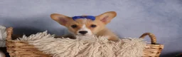 Welsh Corgi Pembroke dogs for sale: Charlie 🐾💙 - Ad 2
