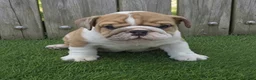 English Bulldog dogs for sale: Diesel - Ad 2