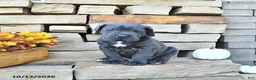Cane Corso dogs for sale: Titan - Ad 5