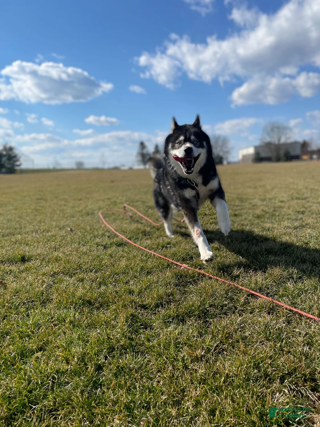 Siberian Husky dogs for sale: Siberian Husky 8 - Ad 3