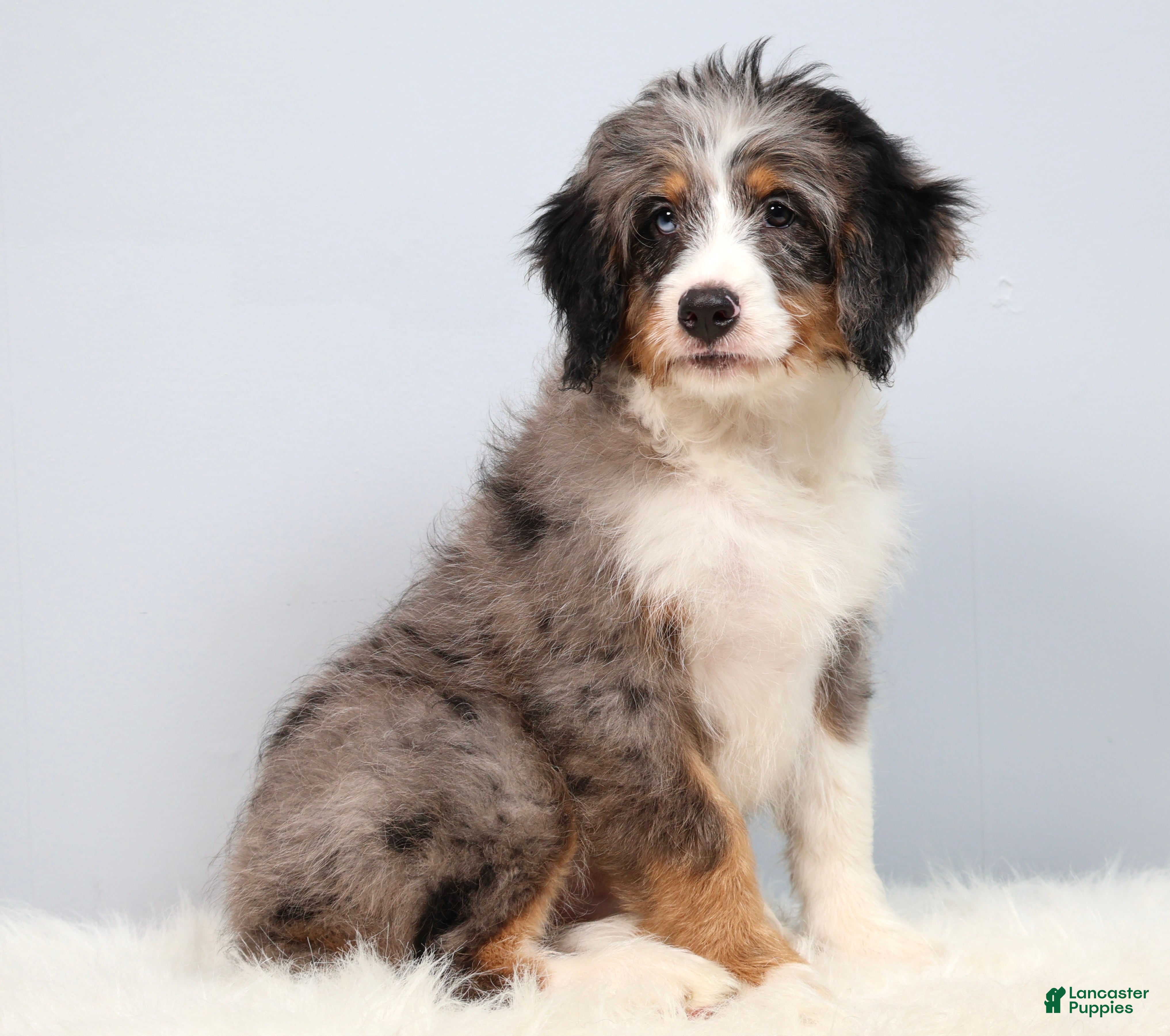Mini Bernedoodle dogs Felix  - Ad 2