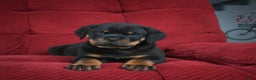 Rottweiler dogs for sale: Serena / Mocha – Santos Ad-Dirah - Ad 6