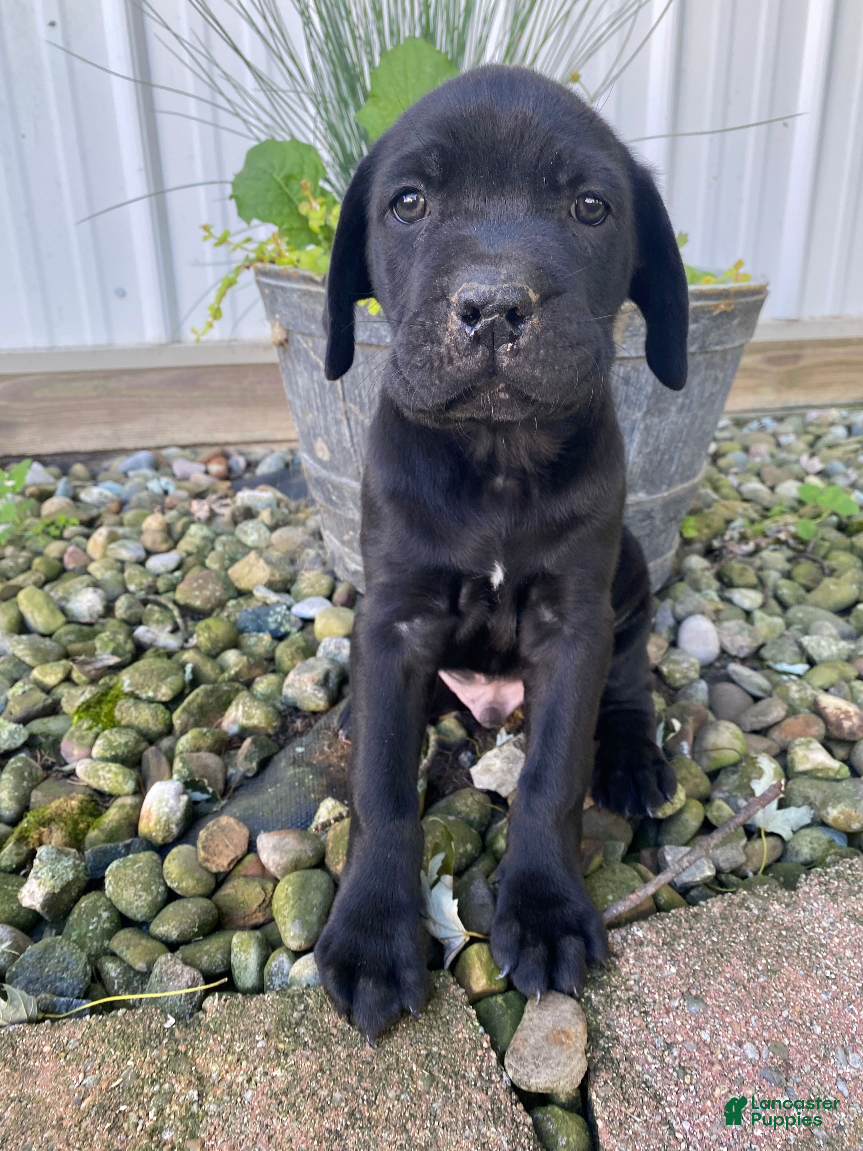 Cane Corso dogs Jordan - Ad 2