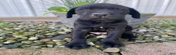 Cane Corso dogs for sale: Jordan - Ad 2