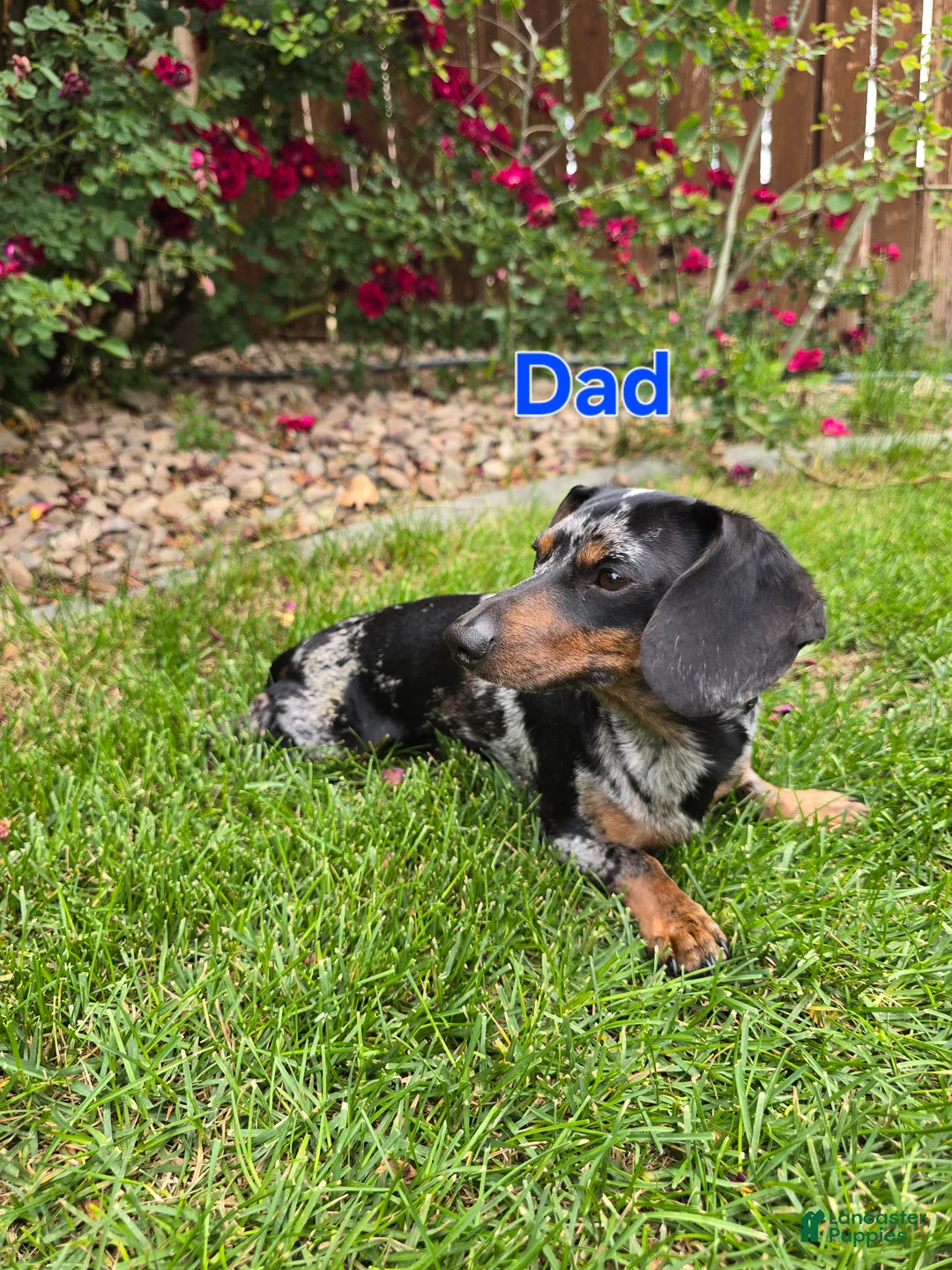 Dachshund dogs for sale: Dachshund Puppy 2 - Ad 3