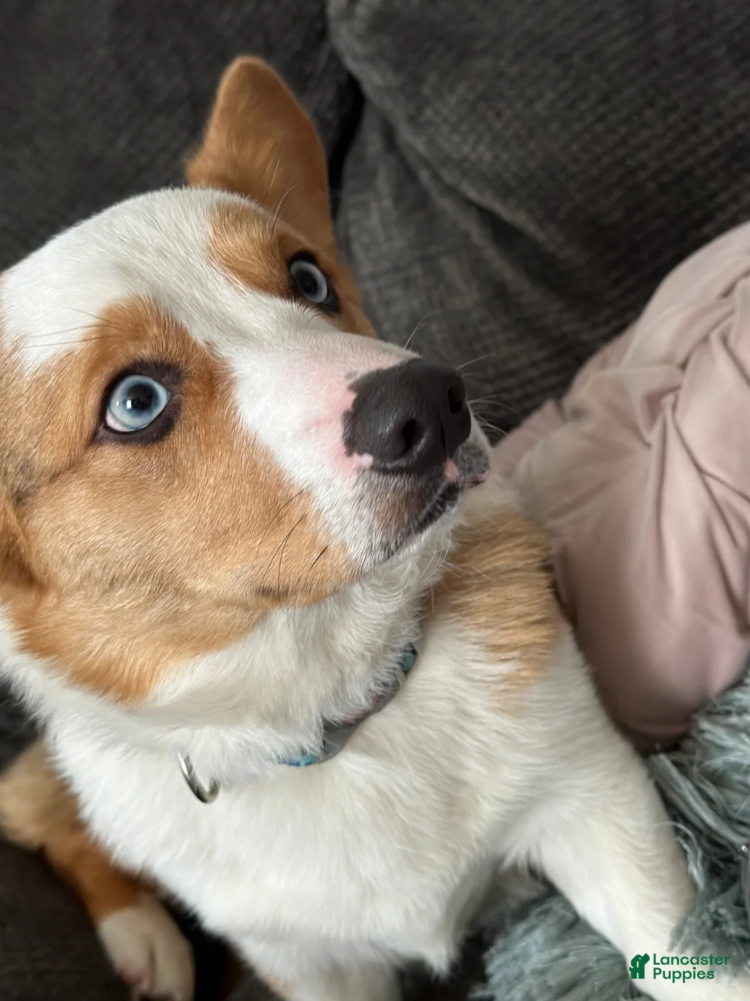 Welsh Corgi Pembroke dogs for stud: Milo  - Ad 7